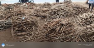 2026/02/1001629405-1-scaled.jpg Authentic Village Panangkizhangu (Palm Sprouts) - Village Special