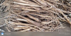 2026/02/1001629408-1-scaled.jpg Authentic Village Panangkizhangu (Palm Sprouts) - Village Special