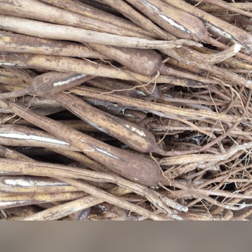 Authentic Village Panangkizhangu (Palm Sprouts) - Village Special